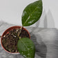 Hoya verticillata Lampung