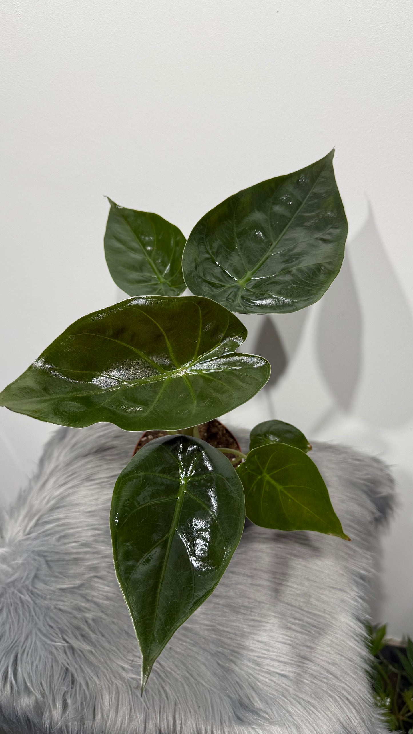 Alocasia Wentii