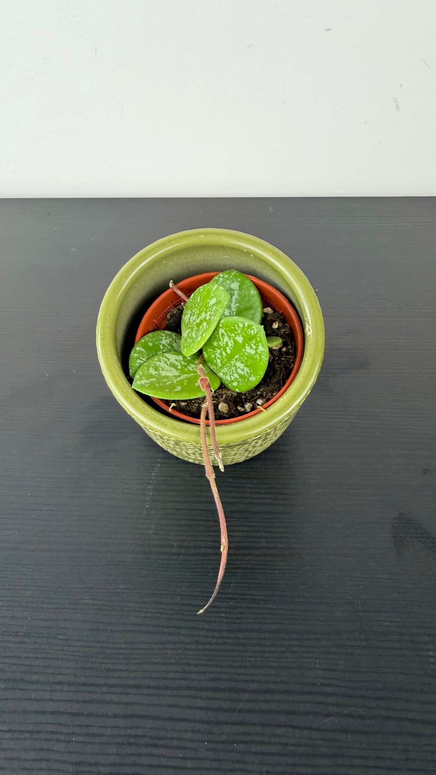 Hoya Mix