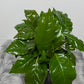 Coffea Arabica