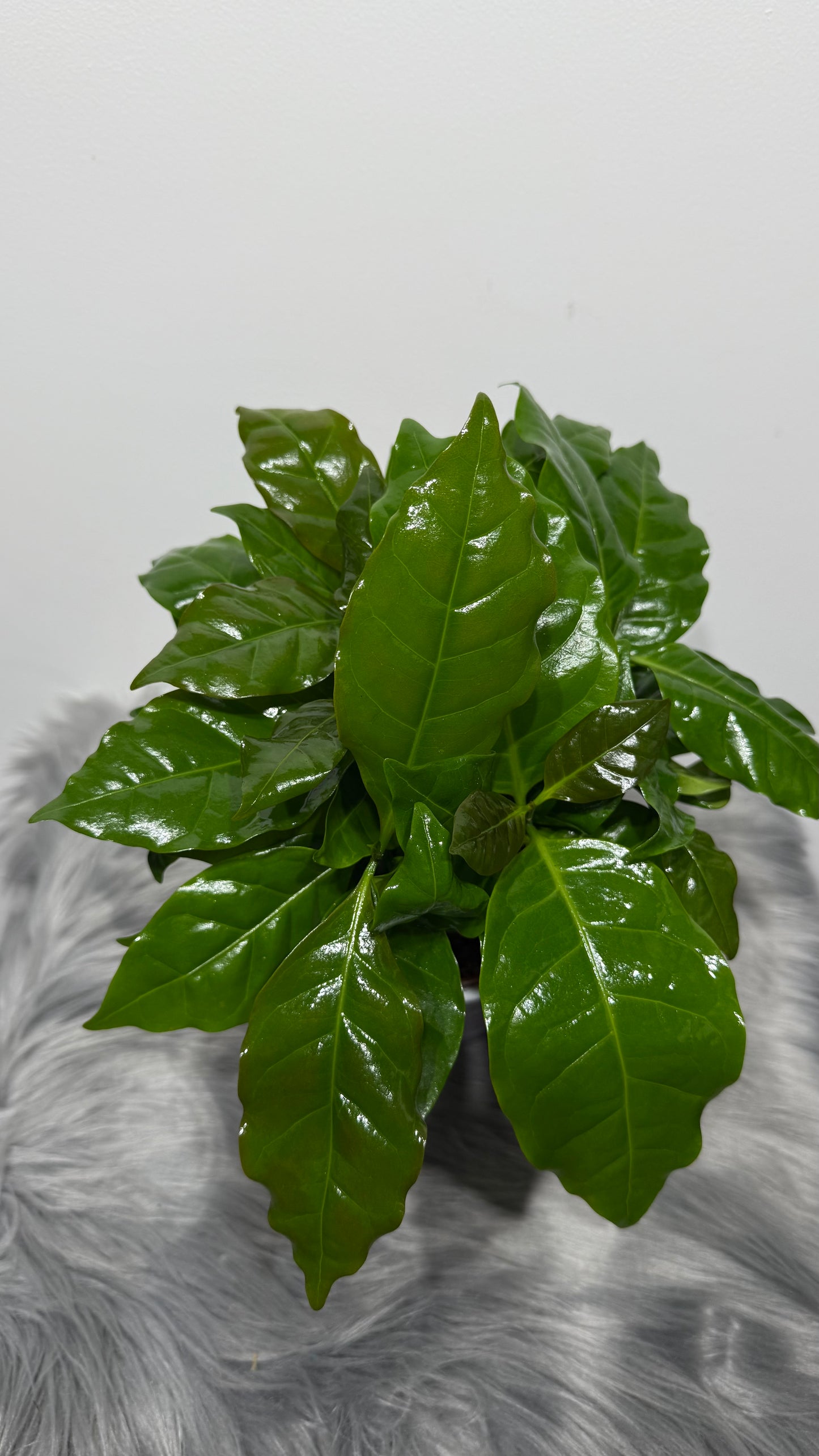Coffea Arabica