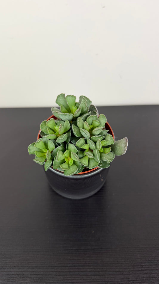 Adromischus 1
