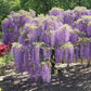 Wisteria Amethyst Fall - www.augi-plants.lv