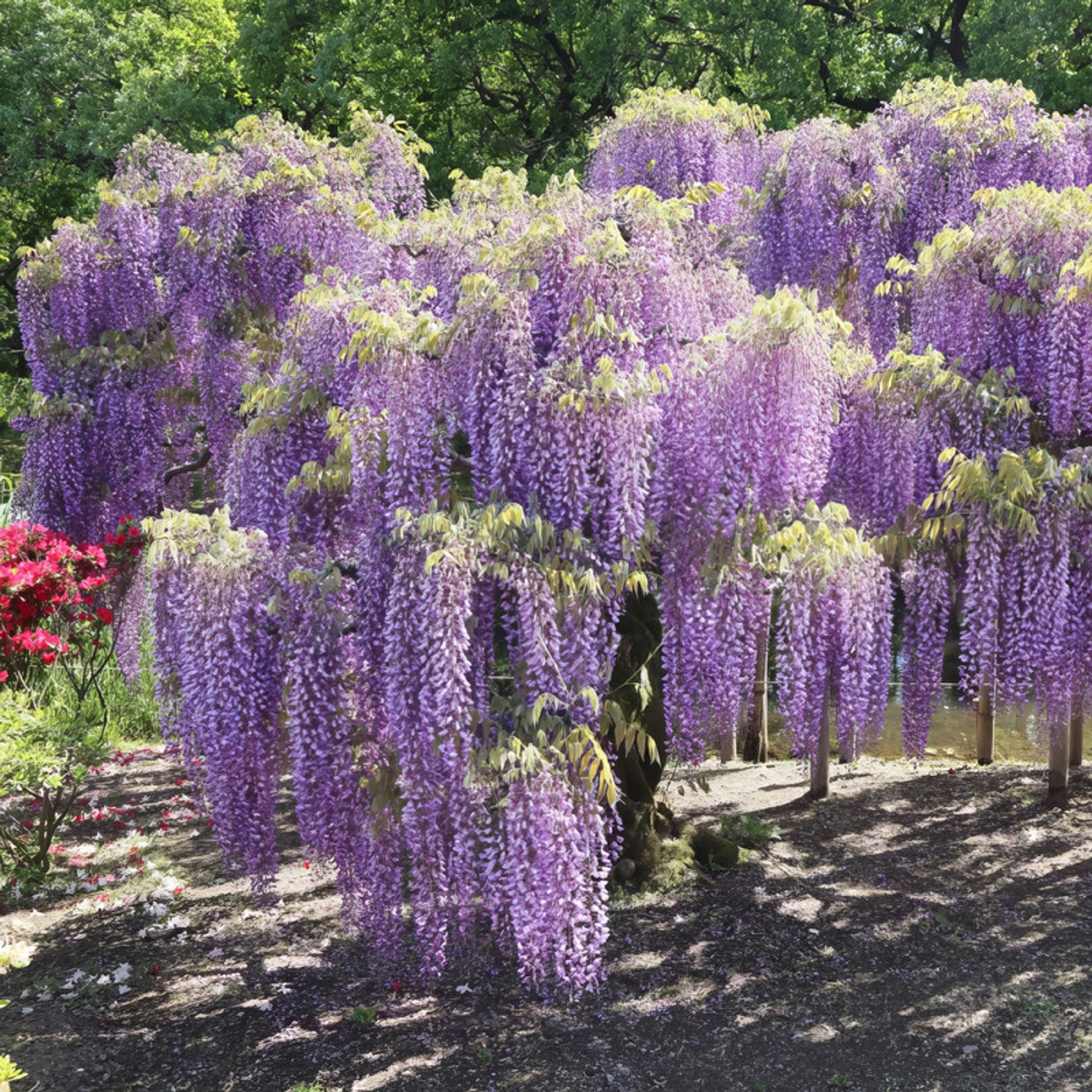 Wisteria Amethyst Fall - www.augi-plants.lv