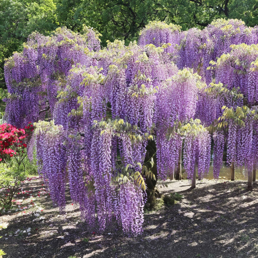 Wisteria Amethyst Fall - www.augi-plants.lv