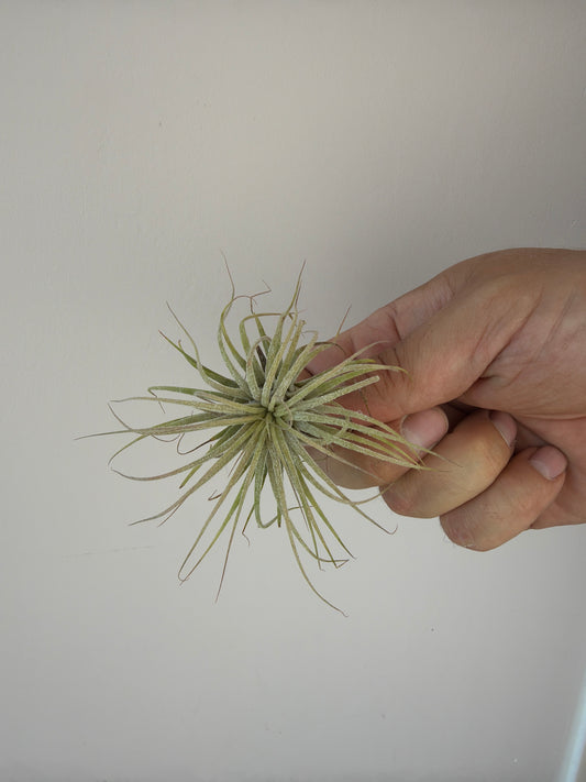 Tillandsia Air plant 8