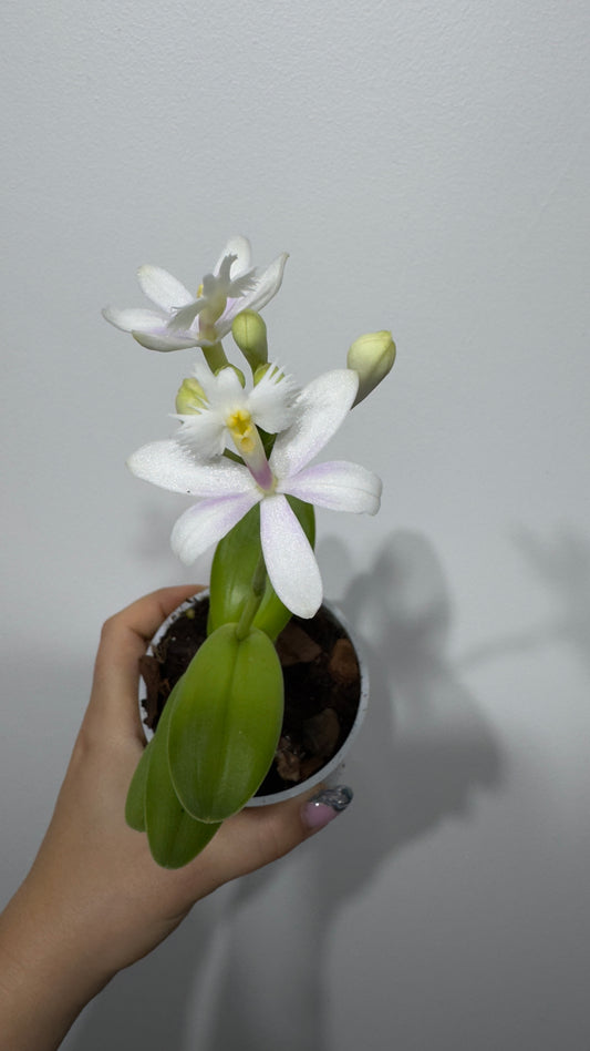 Orhideja Epidendrum 5 - www.augi-plants.lv