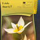 Tulpes 9