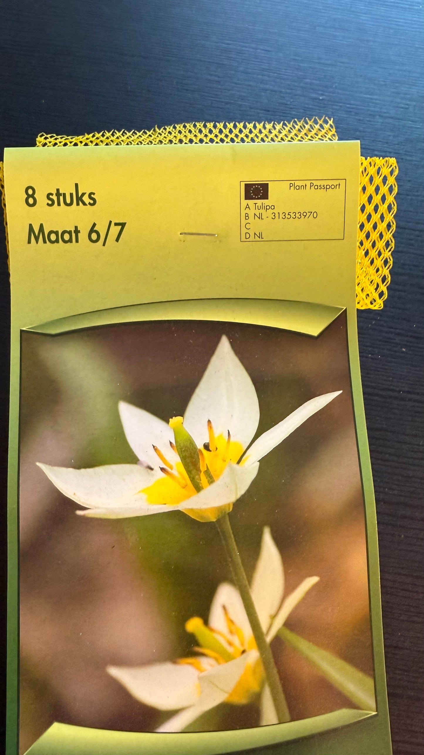 Tulpes 9