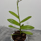 Orhideja Epidendrum 6 - www.augi-plants.lv