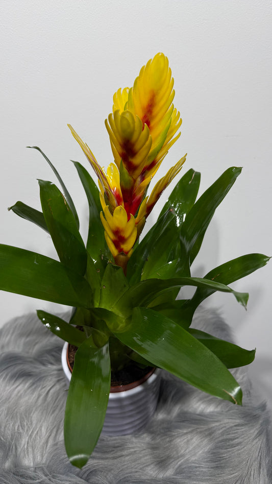 Vriesea Yellow