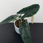Alocasia Scalprum