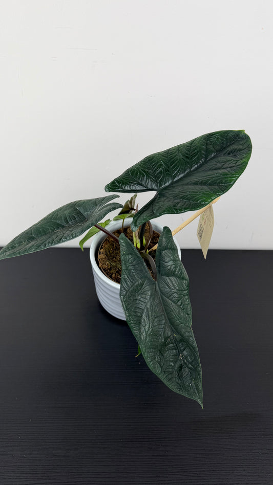 Alocasia Scalprum