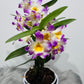 Orhideja Dendrobium Nobile 2 SMARŽO