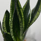 Sansevieria trifasciata Whitney - www.augi-plants.lv