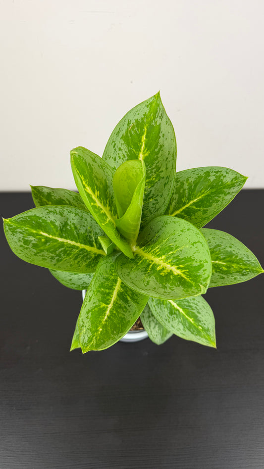 Aglaonema 4