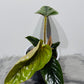 Philodendron Serpens