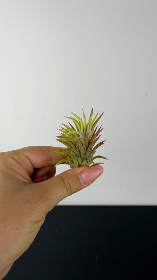Tillandsia Air plant 7