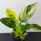 Philodendron Green Congo