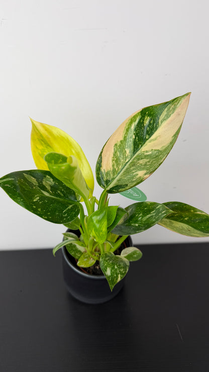 Philodendron Green Congo