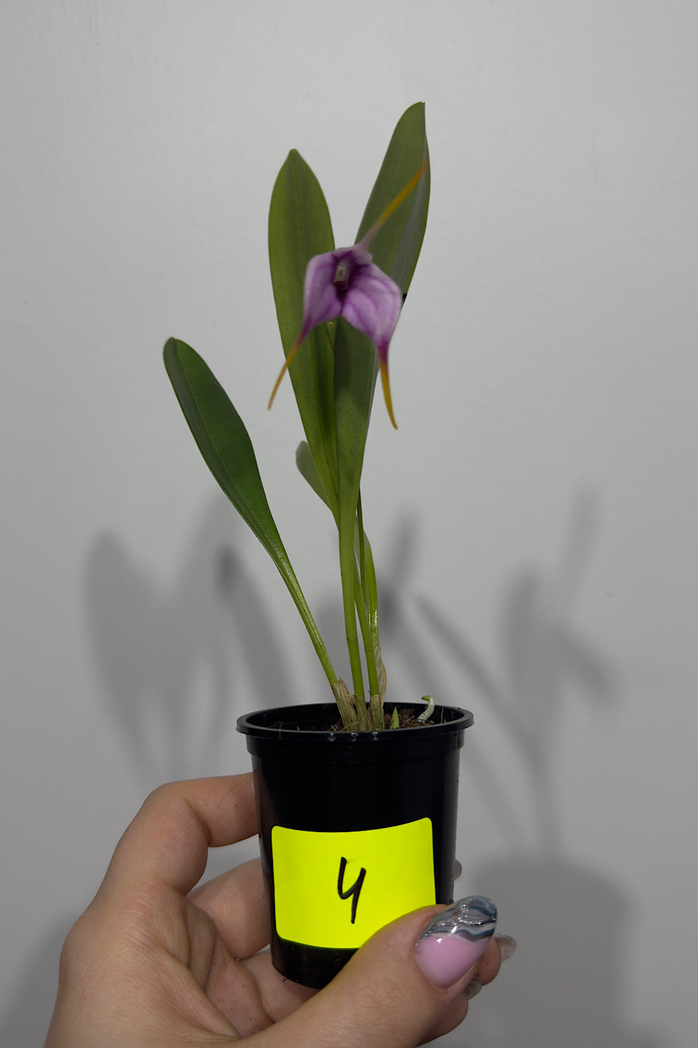 Orhideja Masdavallia 4 - www.augi-plants.lv