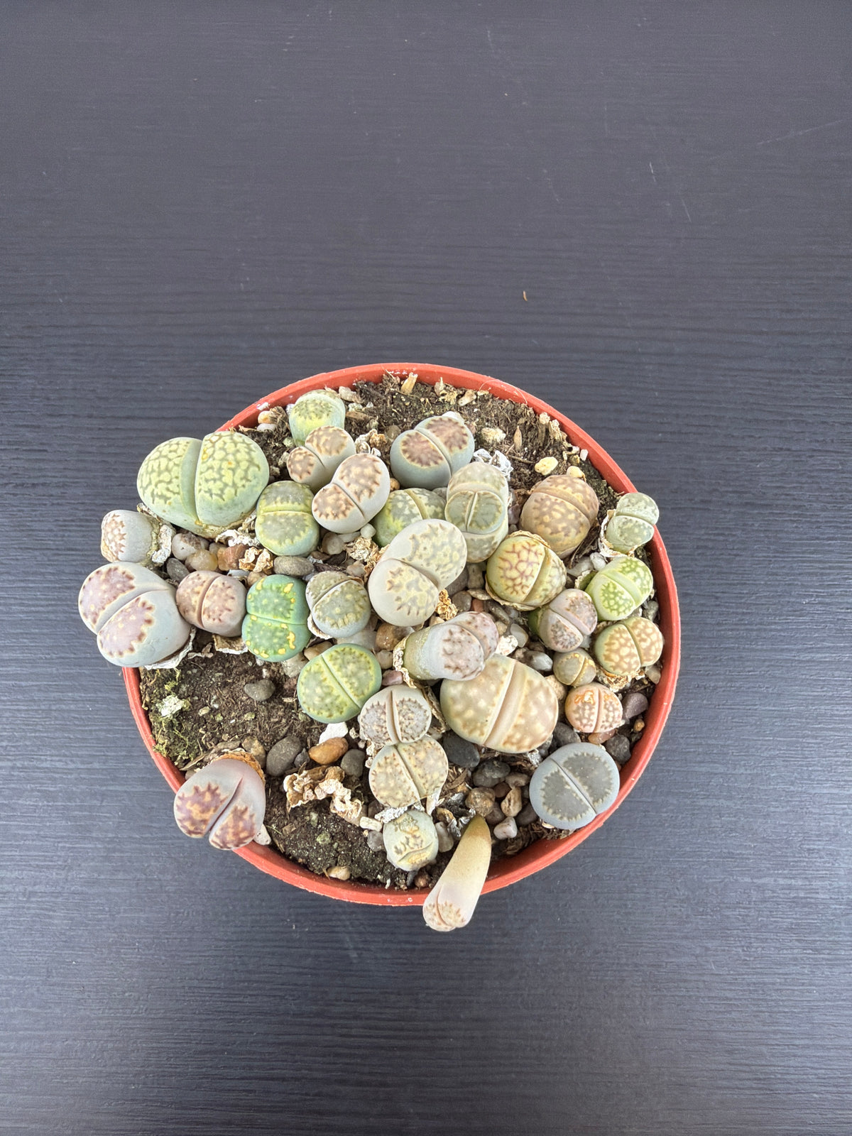 Lithops 10