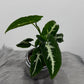 Syngonium Wendlandii