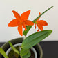 Cattleya 4