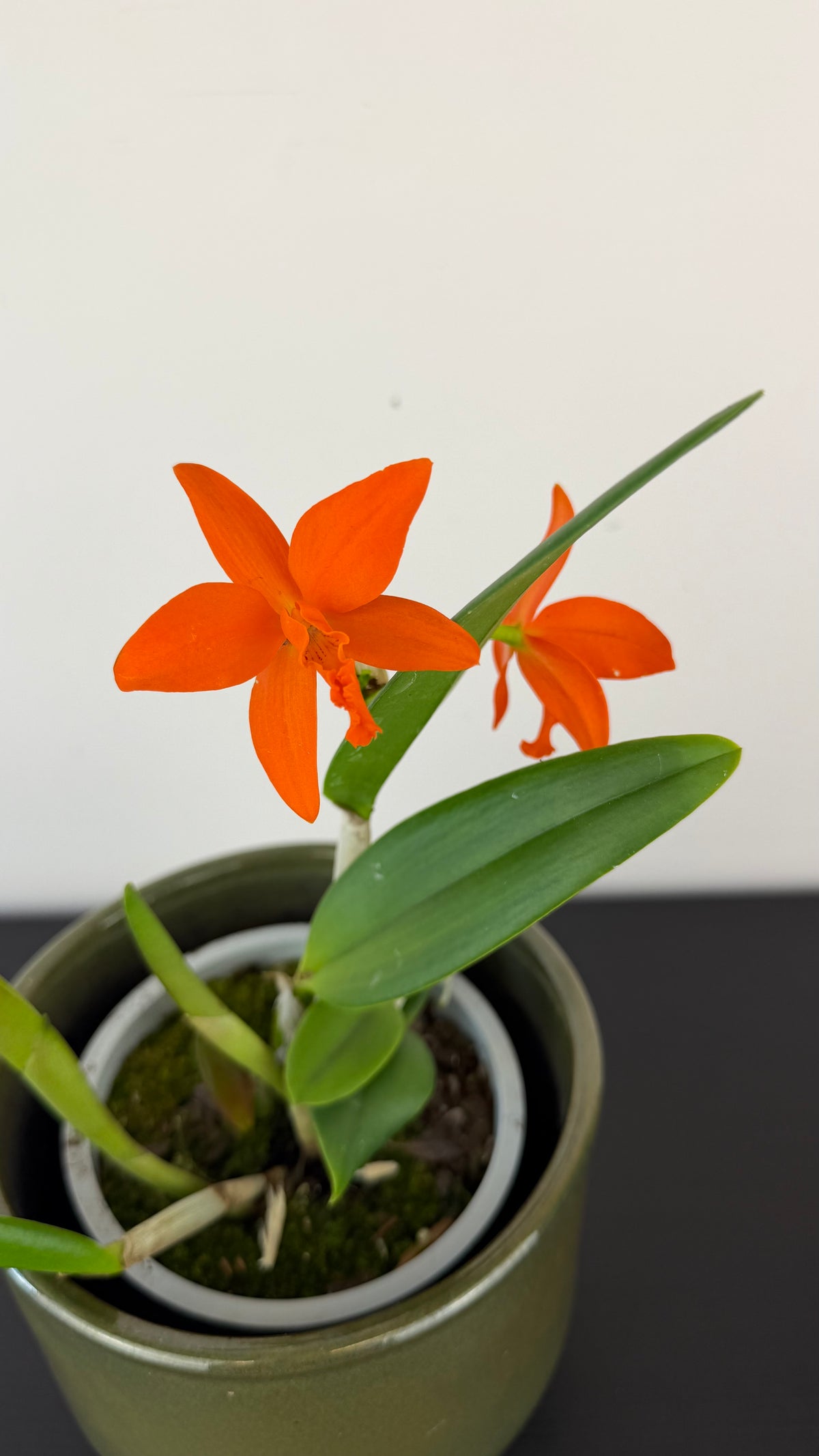 Cattleya 4