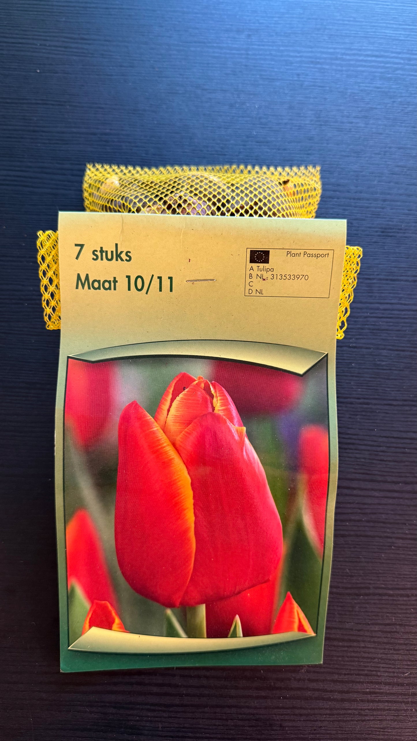 Tulpes 5