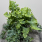 Phlebodium Aureum Davana