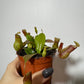 Mušķērājs Nepenthes 'Gaya' - www.augi-plants.lv