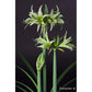 Hippeastrum Evergreen