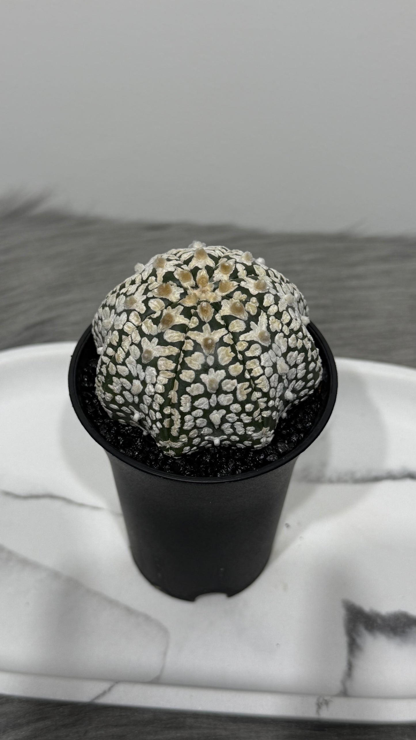Astrophytum Asterias