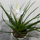 Tillandsia Biancini