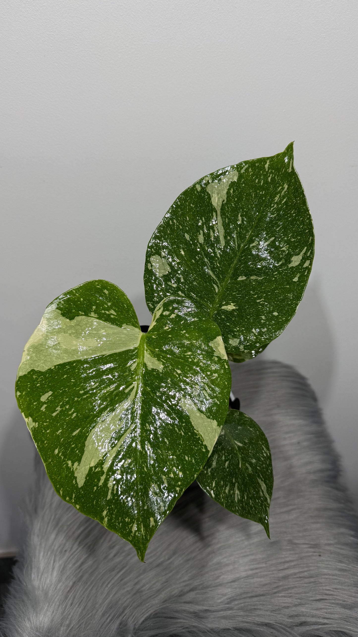Monstera Thai Constellation