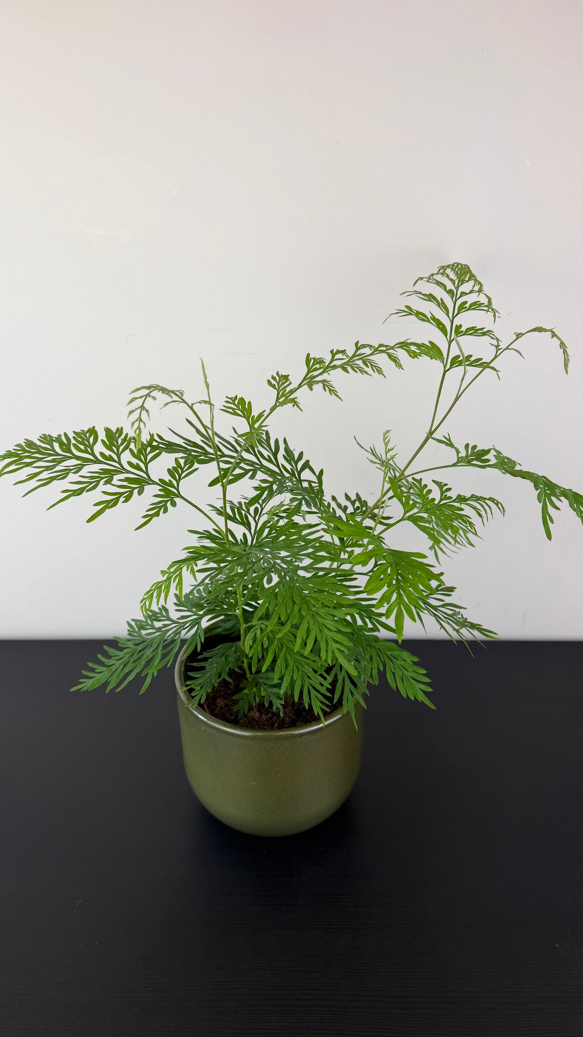 Grevillea Robusta