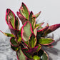 Peperomia Jellie