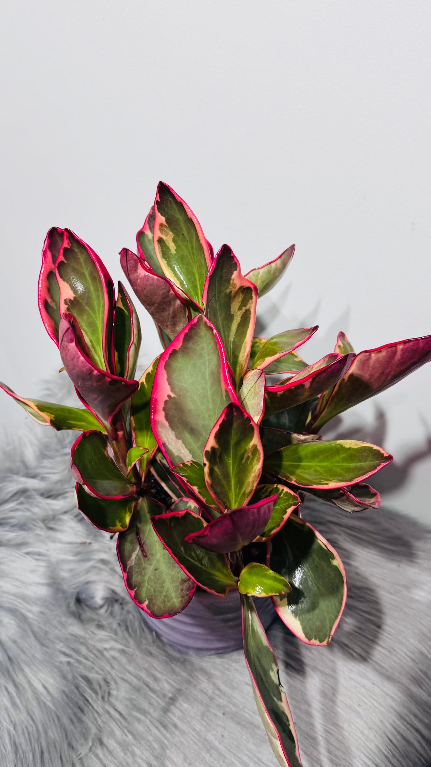Peperomia Jellie