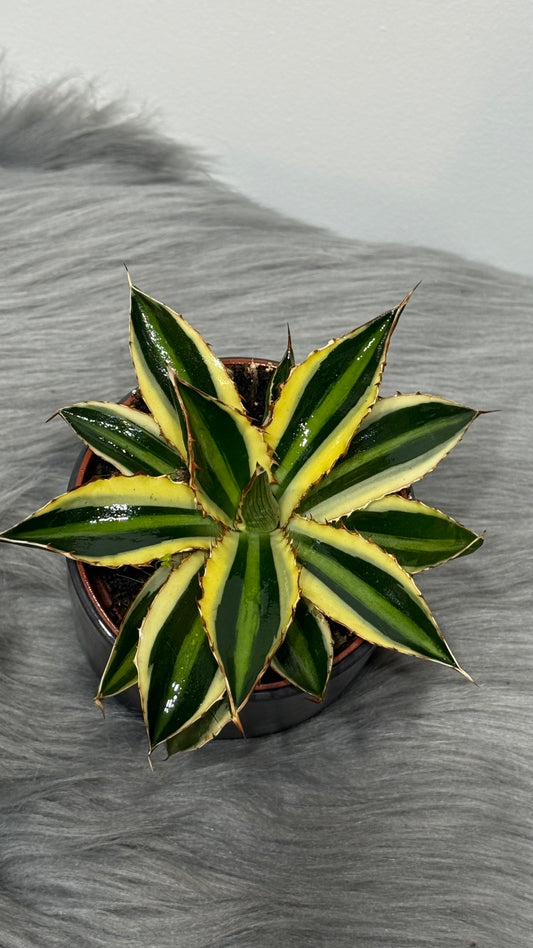 Agave Mediopicta