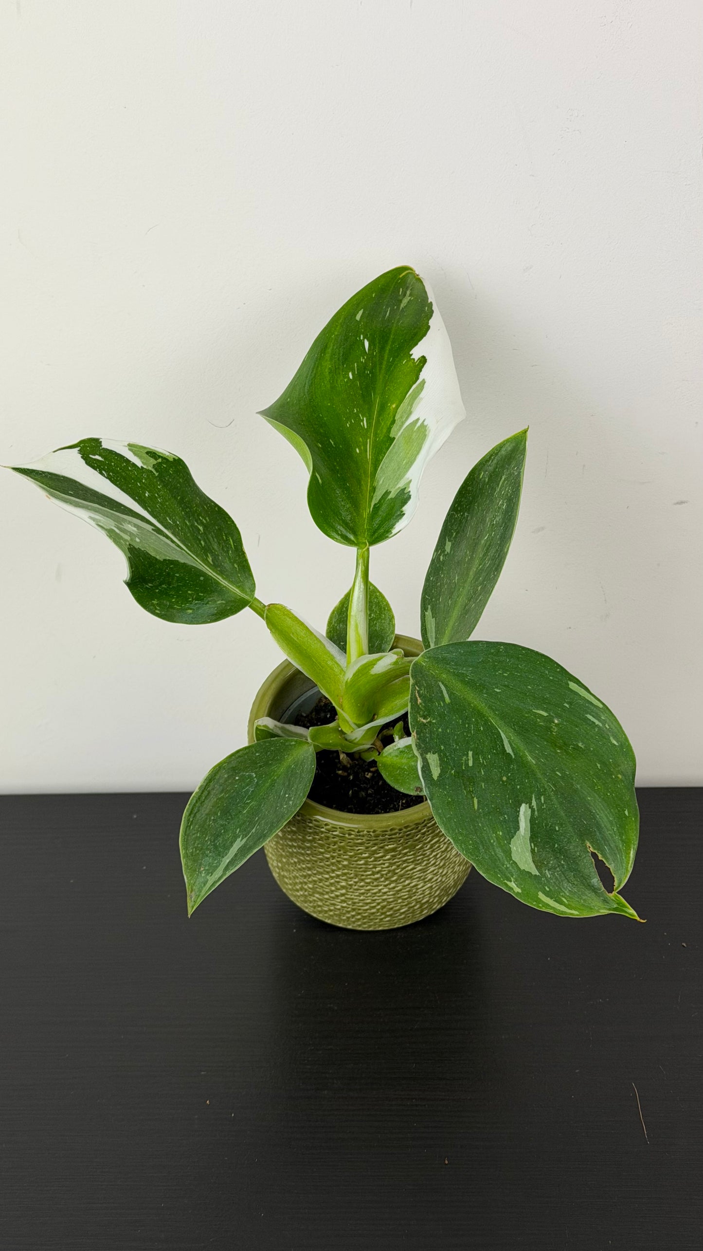 Philodendron 'White Wizard'