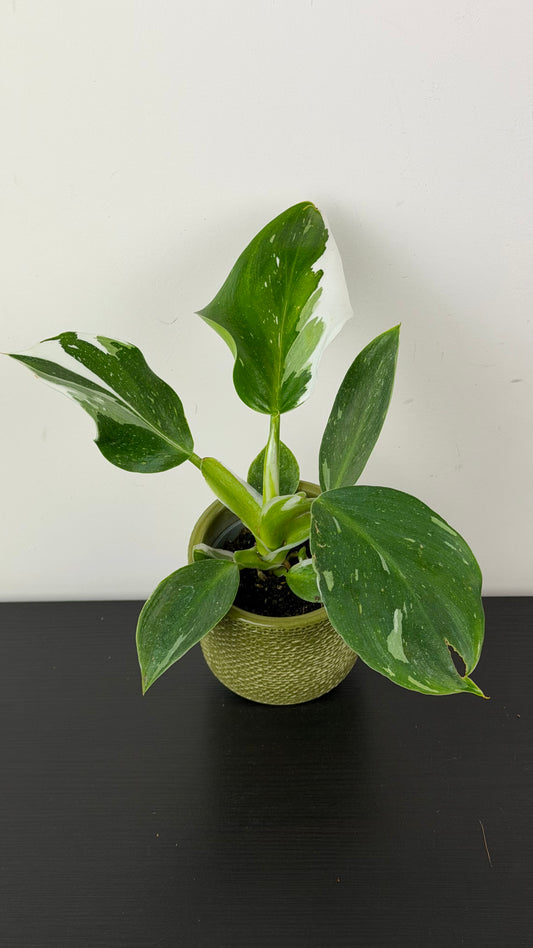Philodendron 'White Wizard'