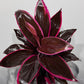 Cordyline 3