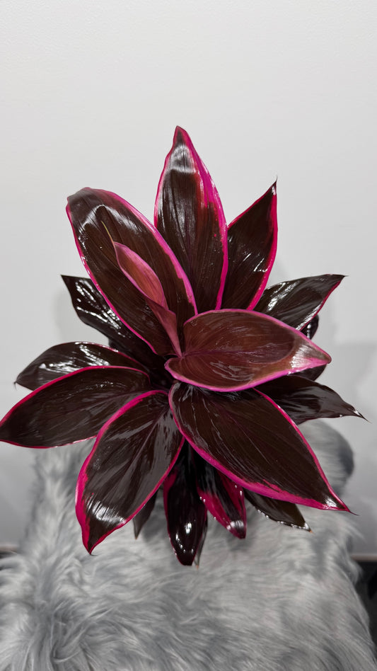 Cordyline 3