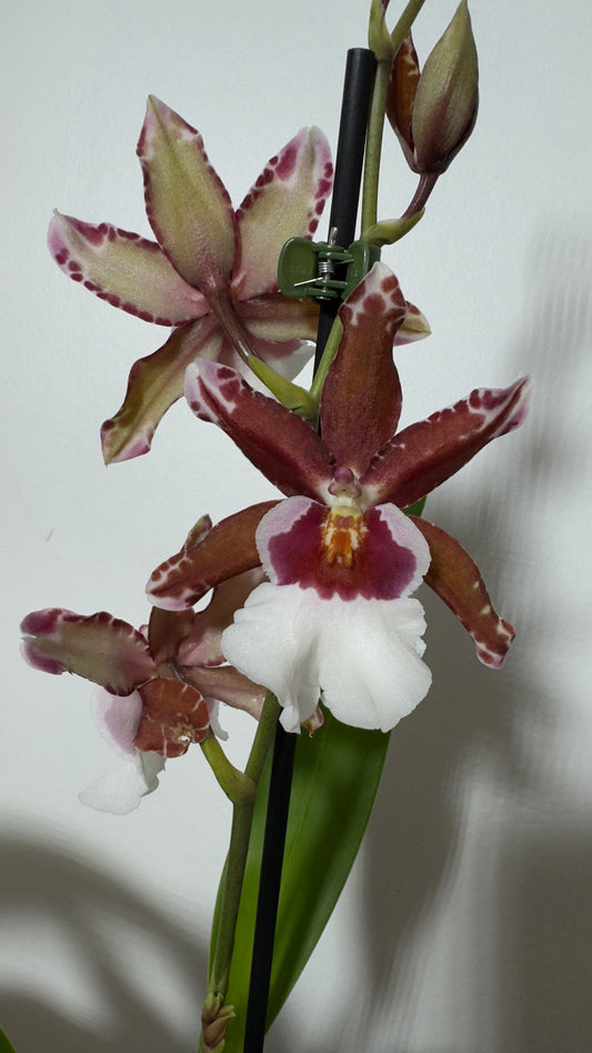 Orhideja Cambria 11 SMARŽO! - www.augi-plants.lv