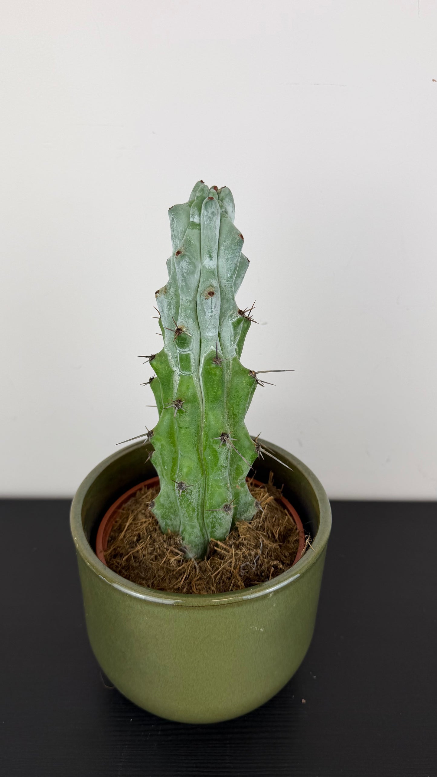 Stenocactus Beneckei