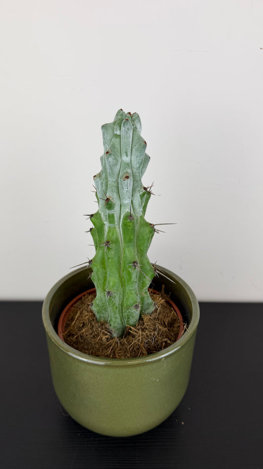 Stenocactus Beneckei