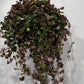 Pilea Depressa - www.augi-plants.lv