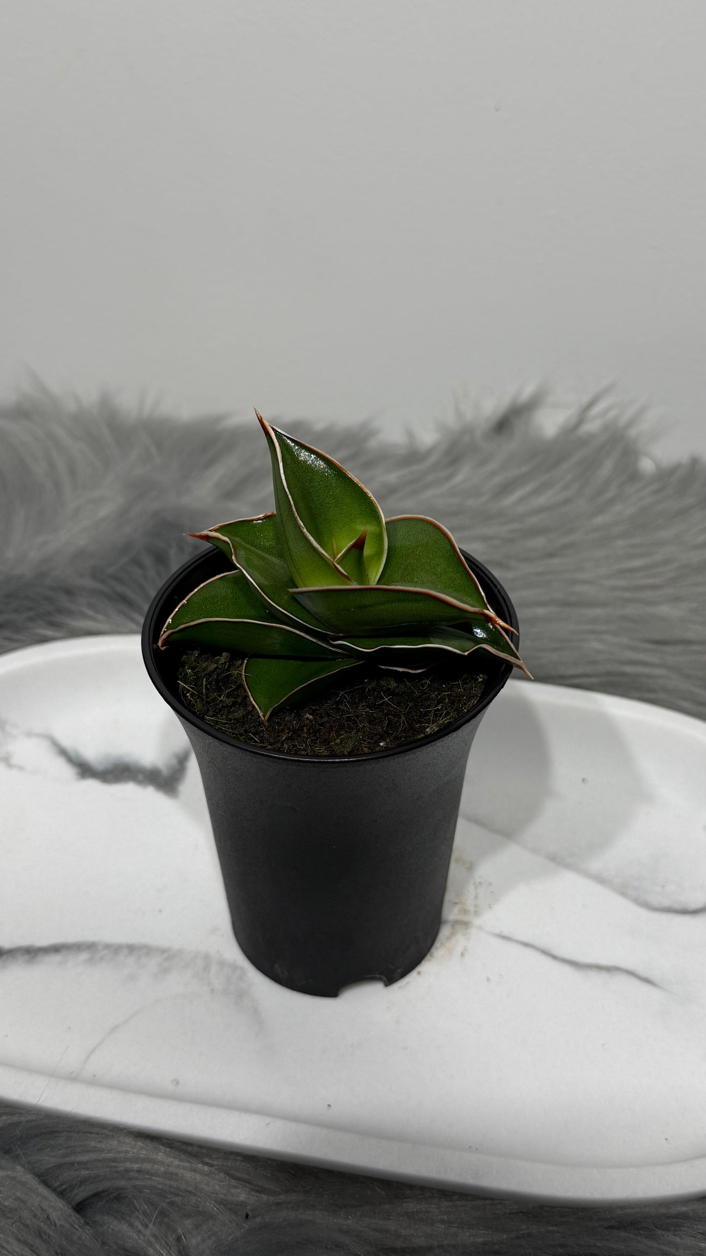 Sansevieria 1