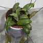 Hoya Sigillatis